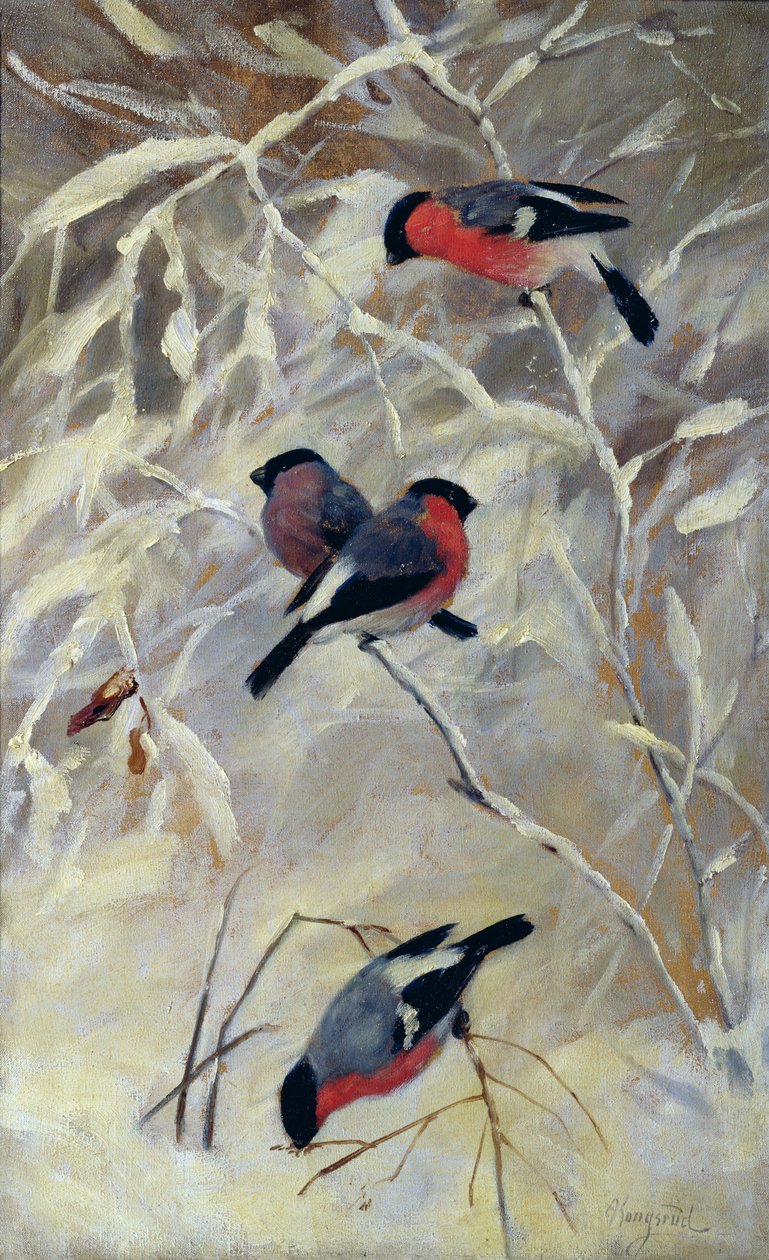 Bouvreuils - Anders Kongsrud
