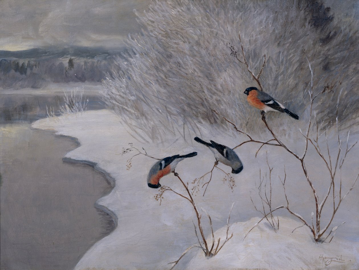 Bouvreuils - Anders Kongsrud