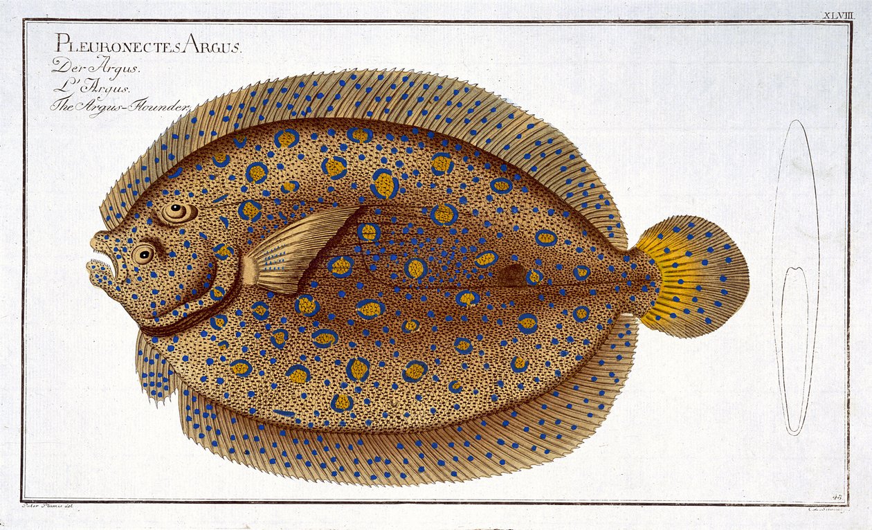 La Plie Argus (Pleuronectes Argus) planche XLVIII de 