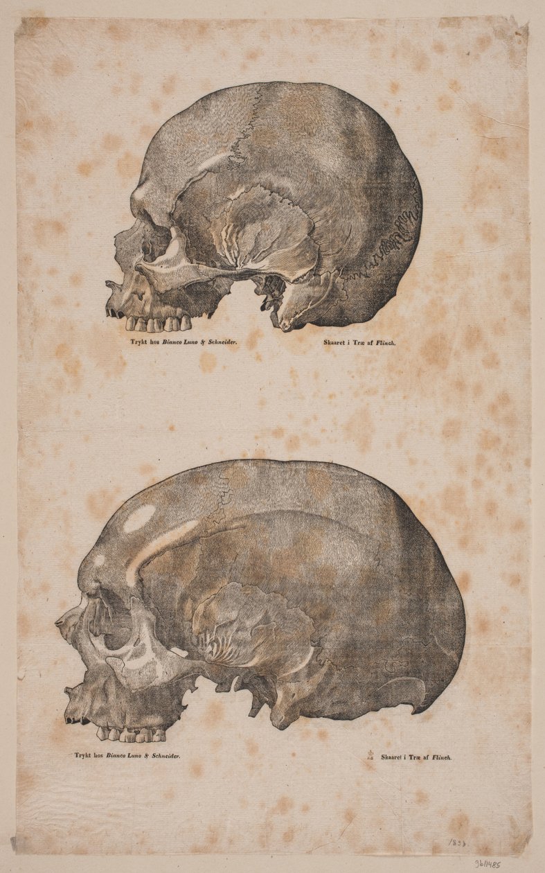 Deux crânes - Andreas Flinch