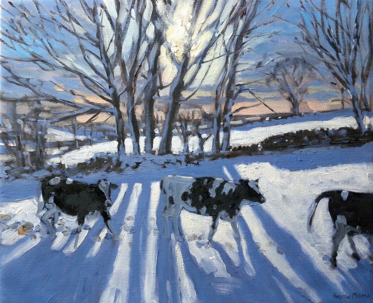 Vaches Frisonnes, 2009 - Andrew Macara