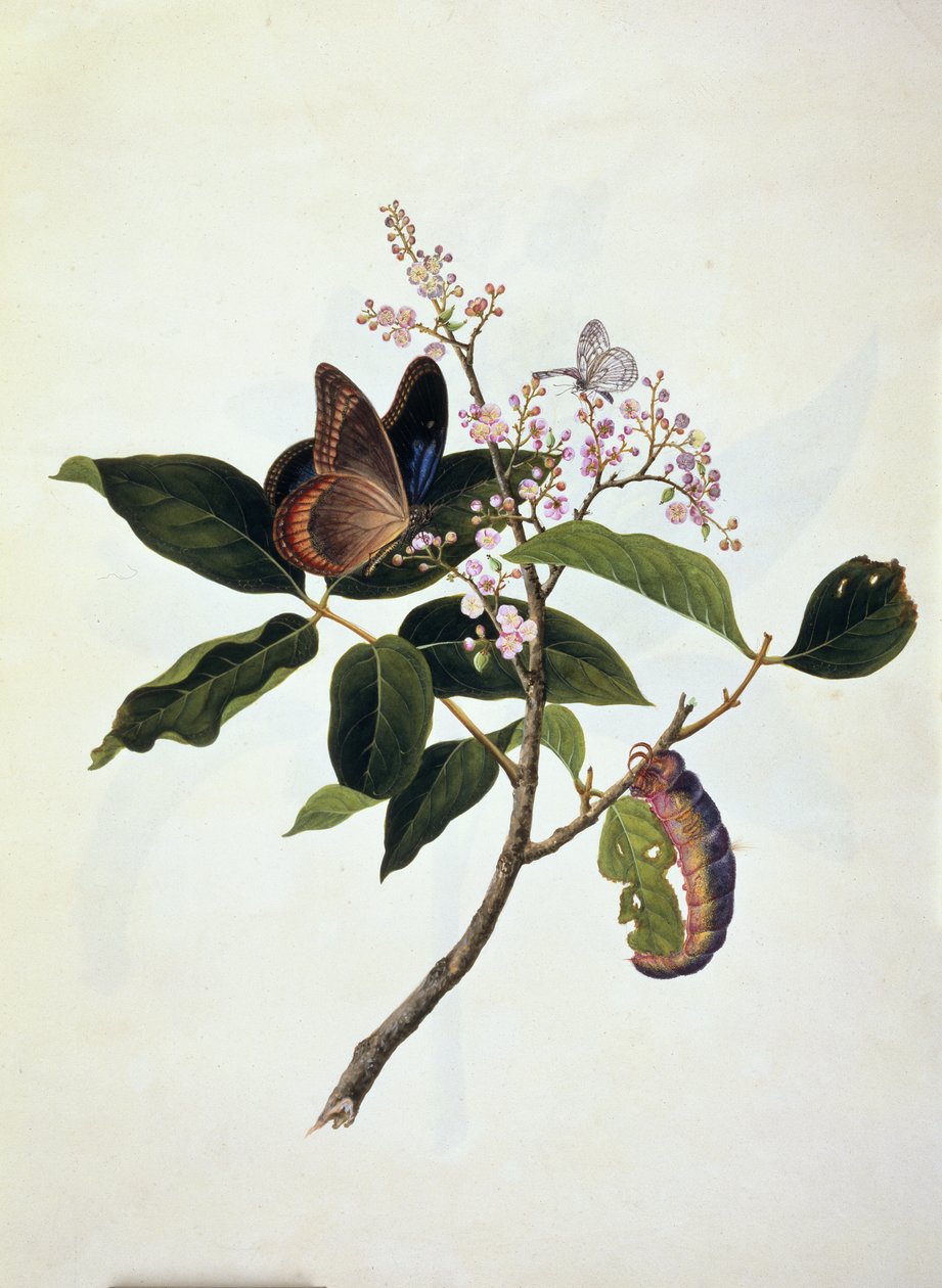 Papillon et chenille sur une plante - Anglo Indian School