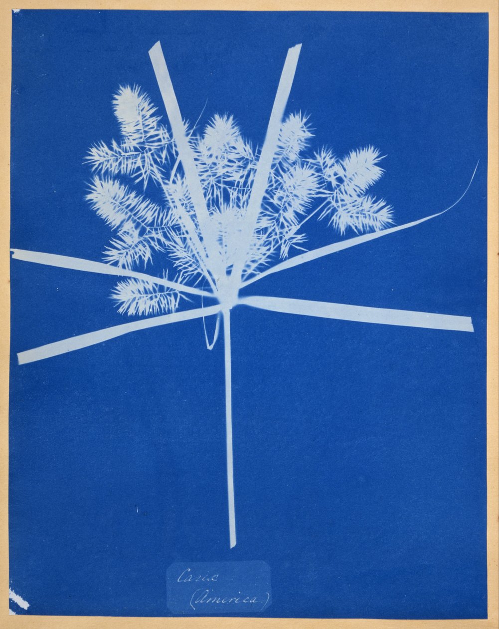Carix (Amérique) - Anna Atkins