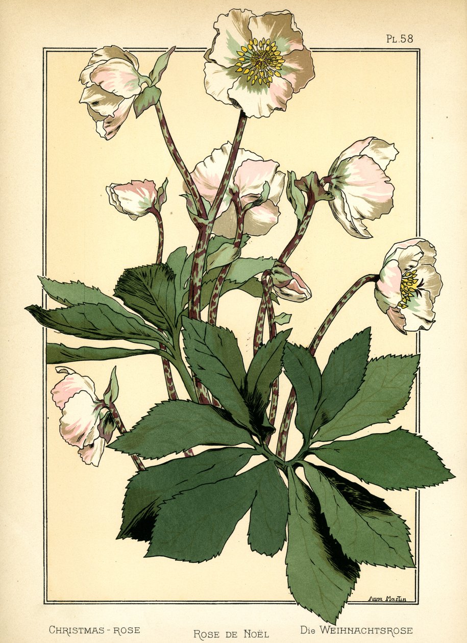 La rose de Noël - Anna Martin