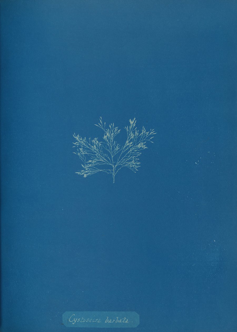 Cystoseira barbata, vers 1853 - Anna Atkins