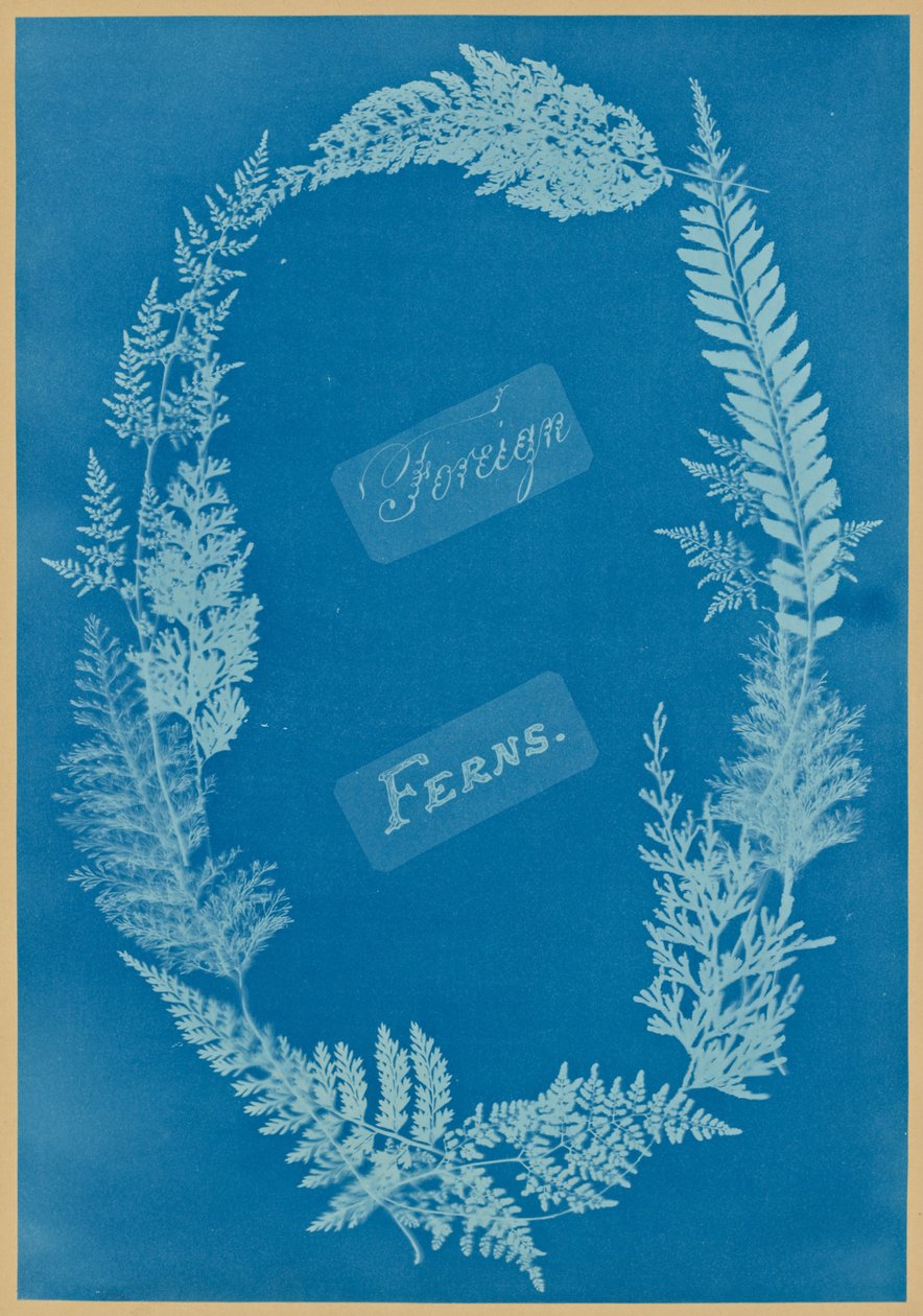 Fougères étrangères - Anna Atkins