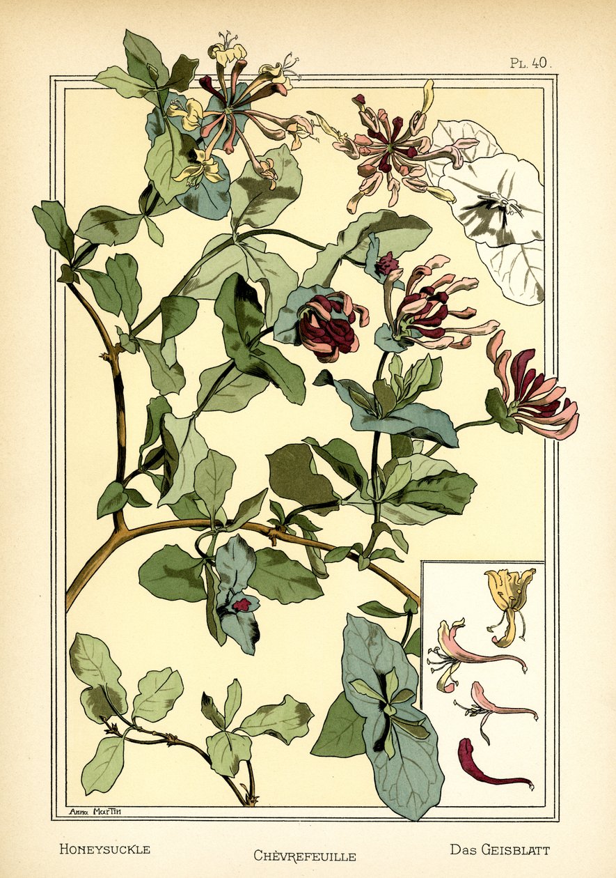 Le chèvrefeuille - Anna Martin