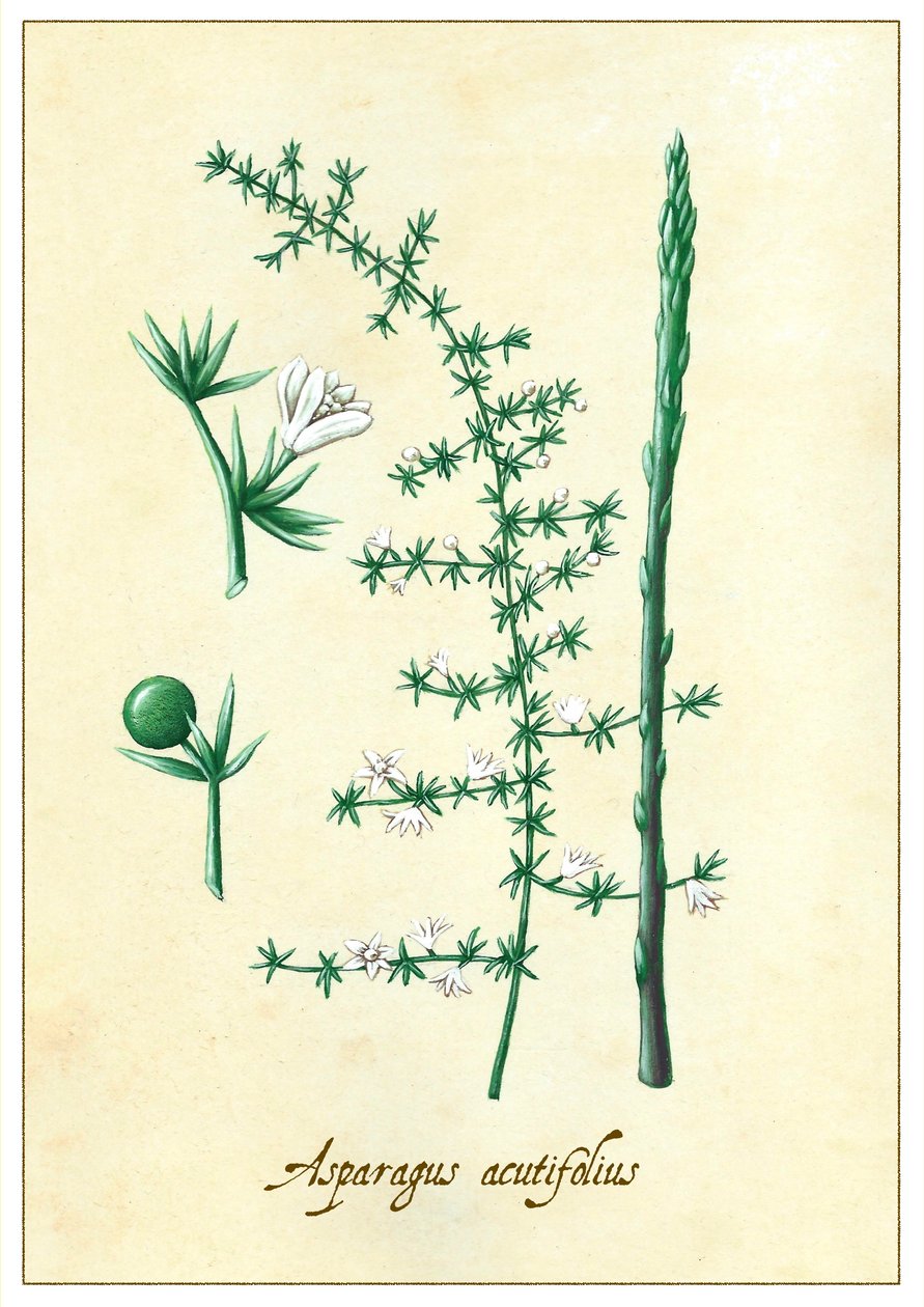 Asparagus acutifolius - Annalisa Morrocco