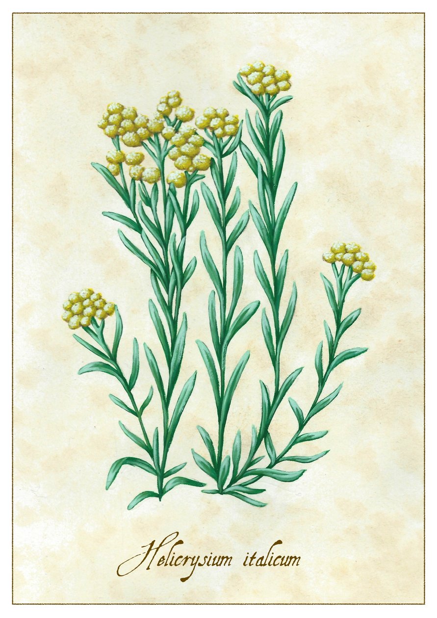 Helicrysium italicum, 2015 - Annalisa Morrocco