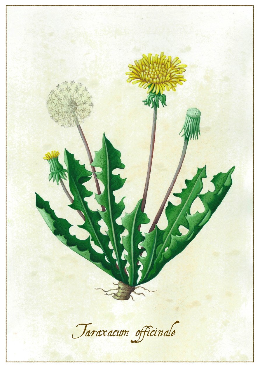Taraxacum officinale, 2015 - Annalisa Morrocco