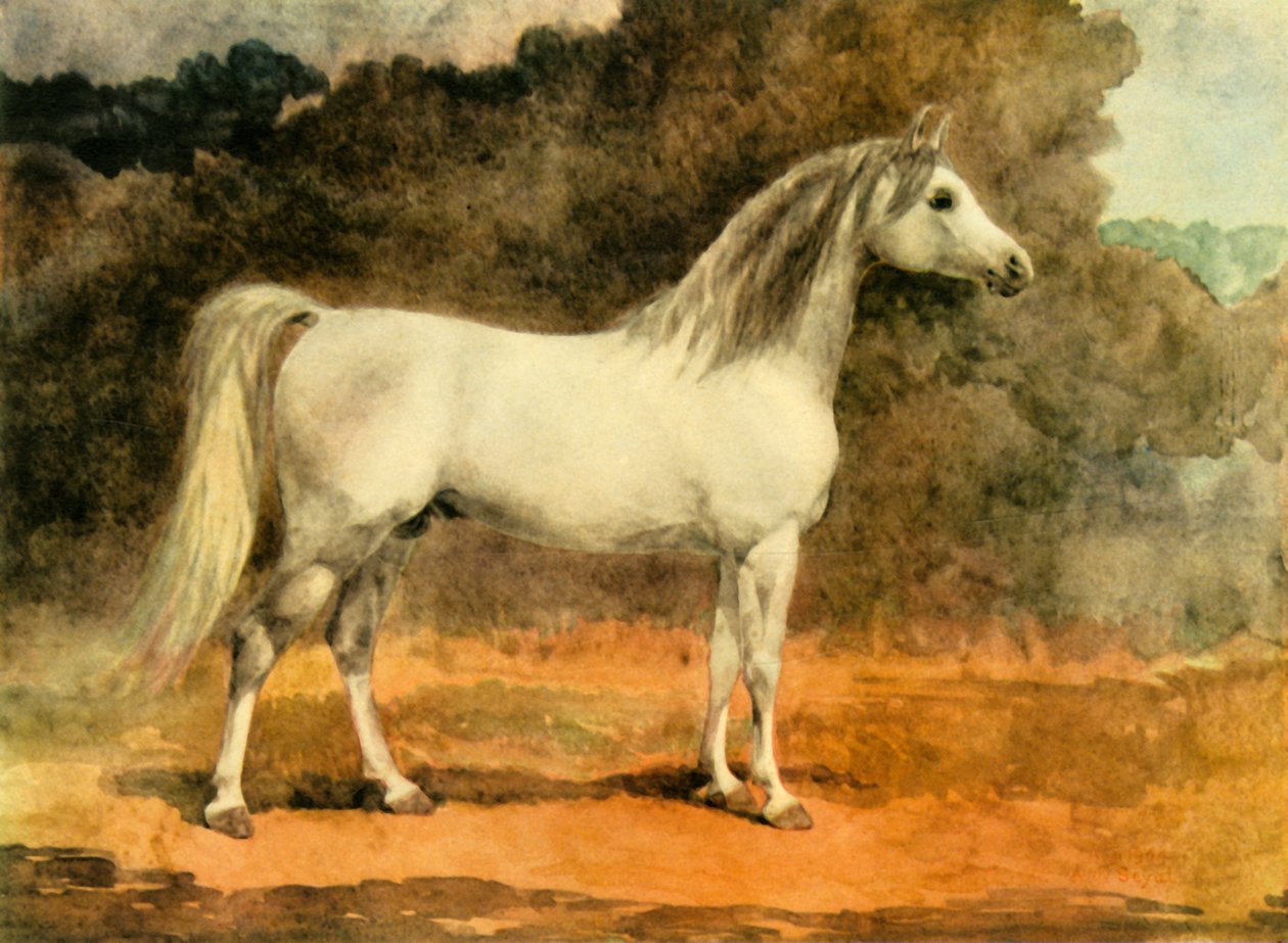Un célèbre étalon arabe, vers 1870, 1944 - Anne Blunt