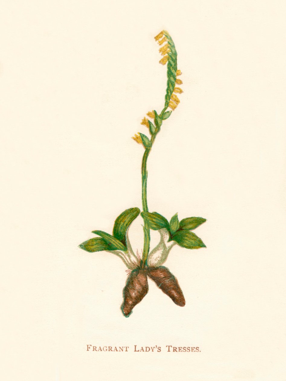Fragrant Ladys Tresses, vers 1891 - Anne Pratt