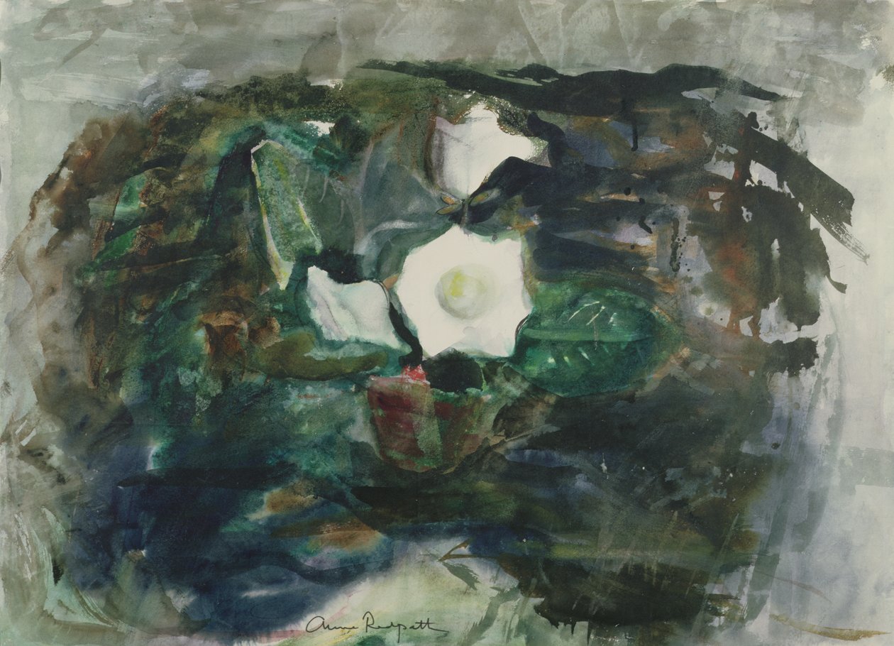 Gloxinia blanche - Anne Redpath
