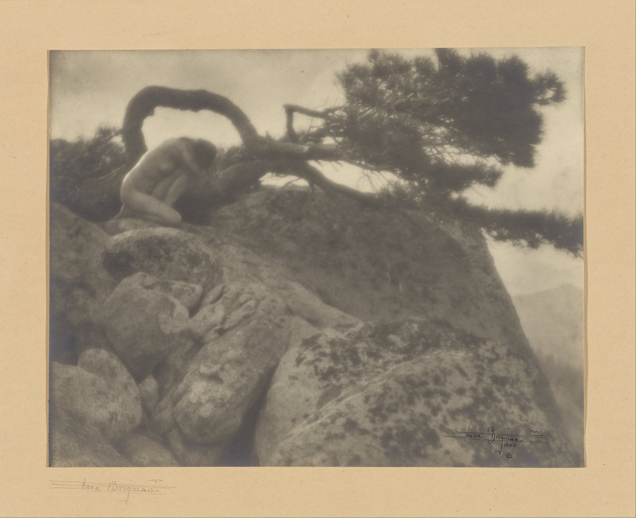 Le pin solitaire - Anne W. Brigman