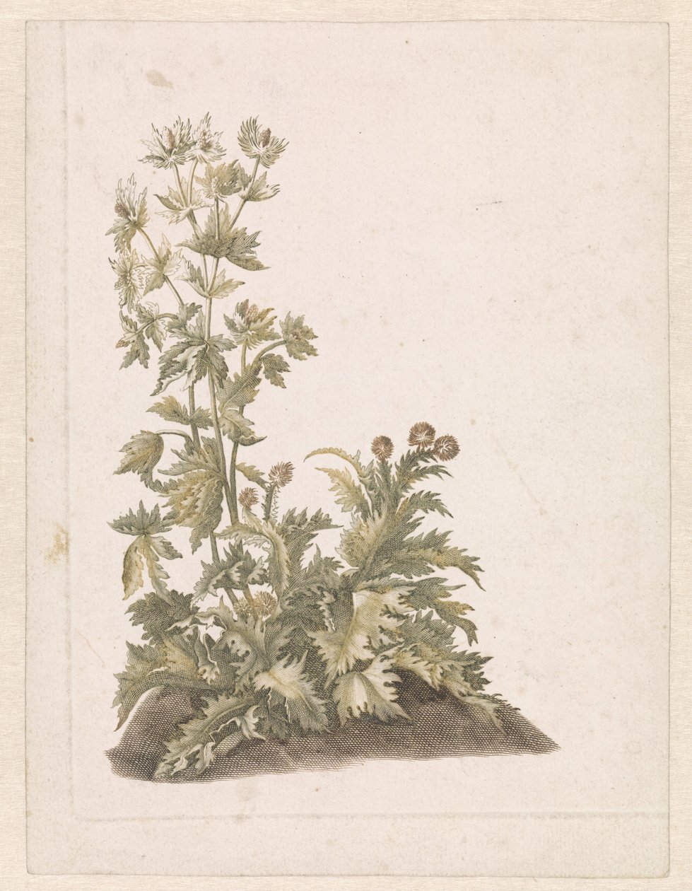 Chardons en fleurs - Anonymous