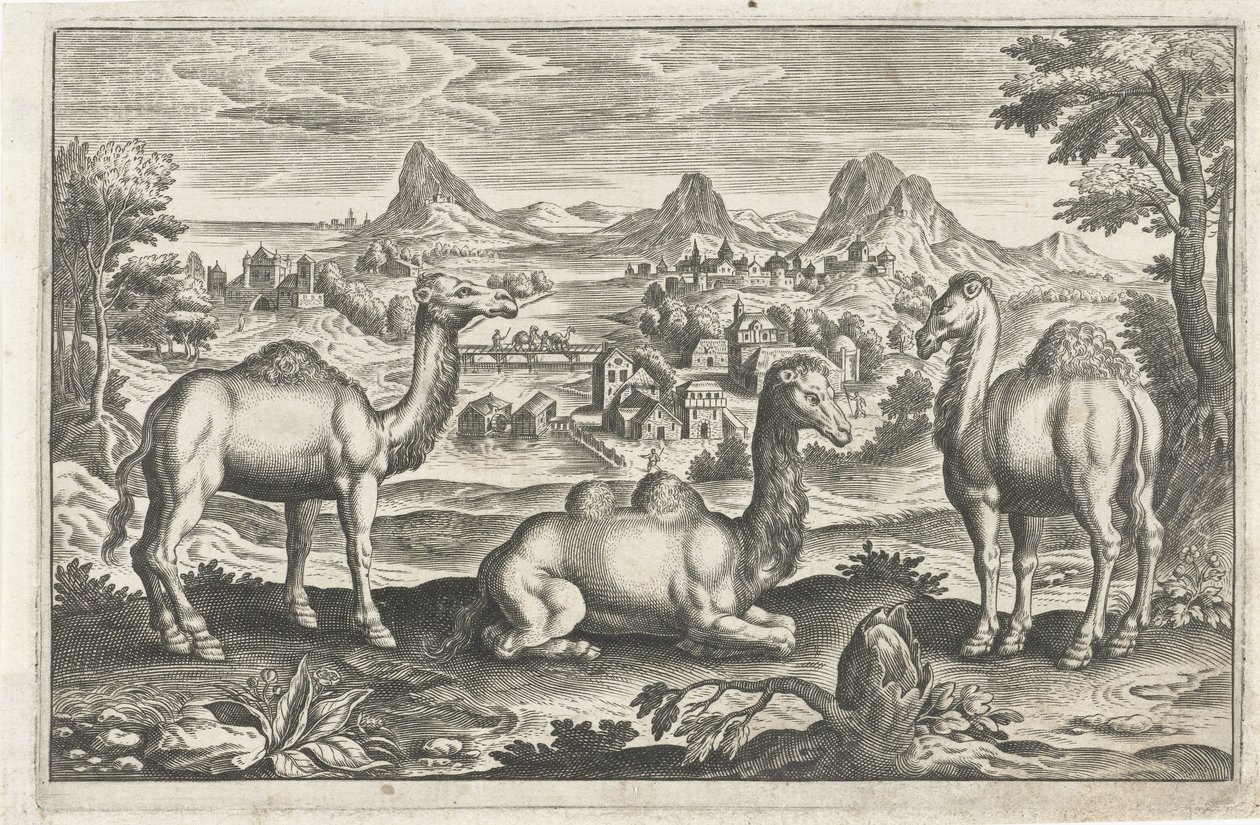 Dromadaires et un chameau - Anonymous