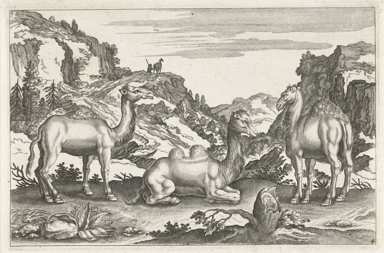 Dromadaires et un chameau - Anonymous