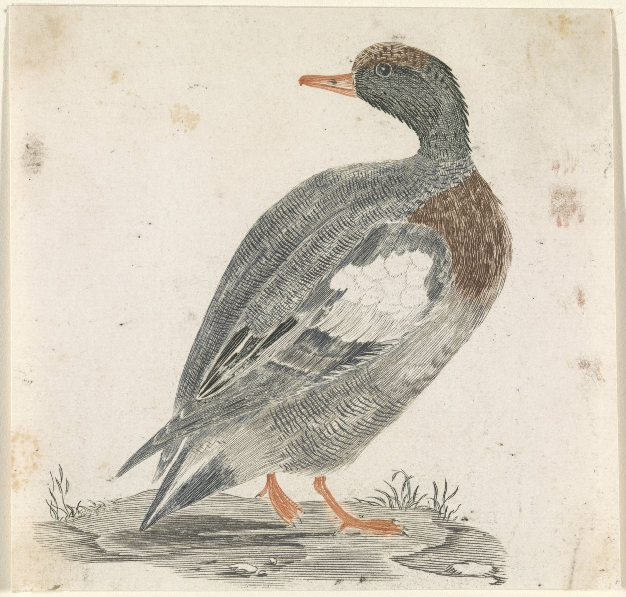 Canard vers la droite, regardant vers la gauche - Anonymous