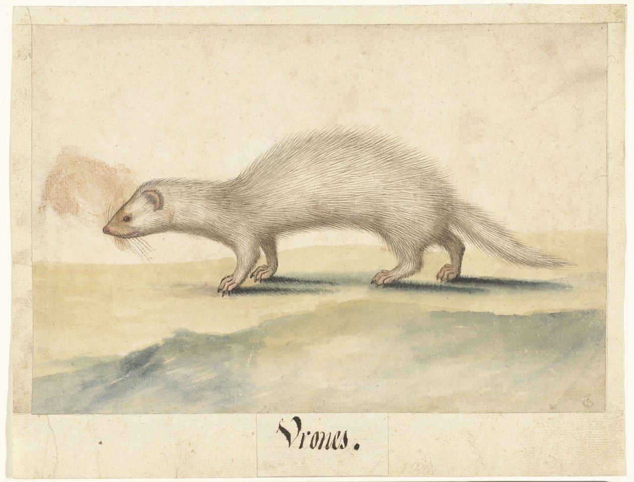 Furet - Anonymous