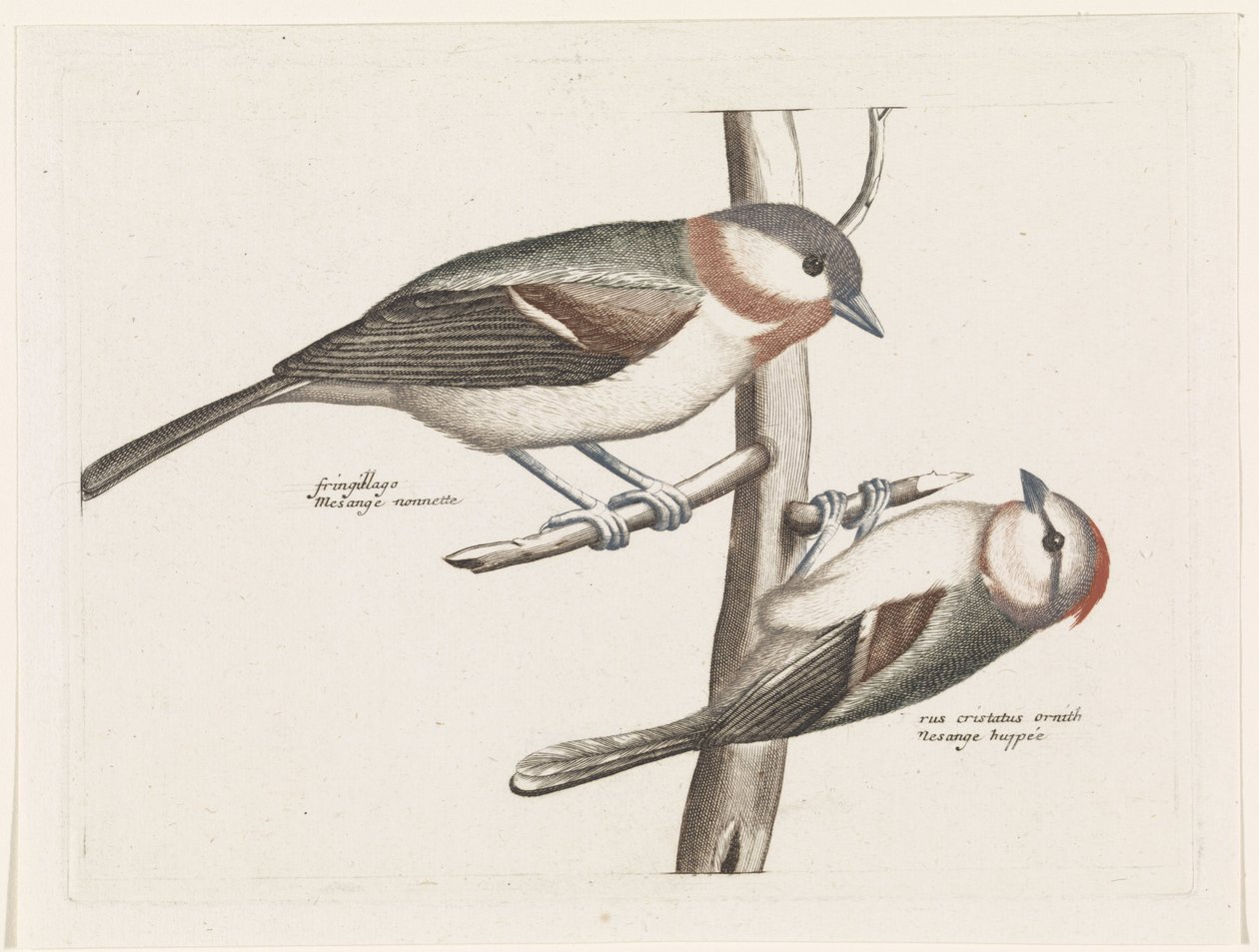 Mésange nonnette et mésange huppée - Anonymous