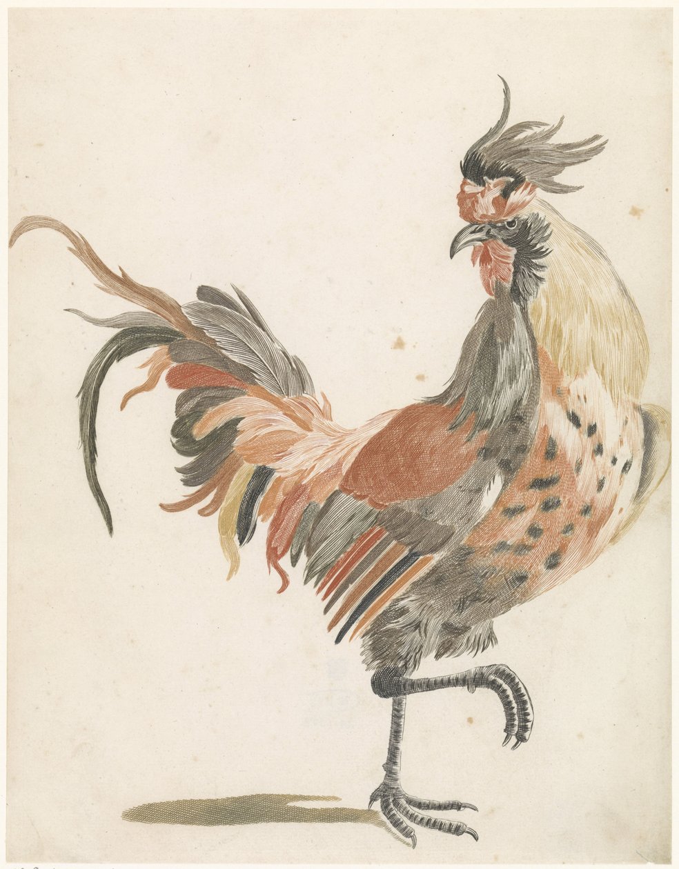 Coq marchant vers la droite (version B) - Anonymous