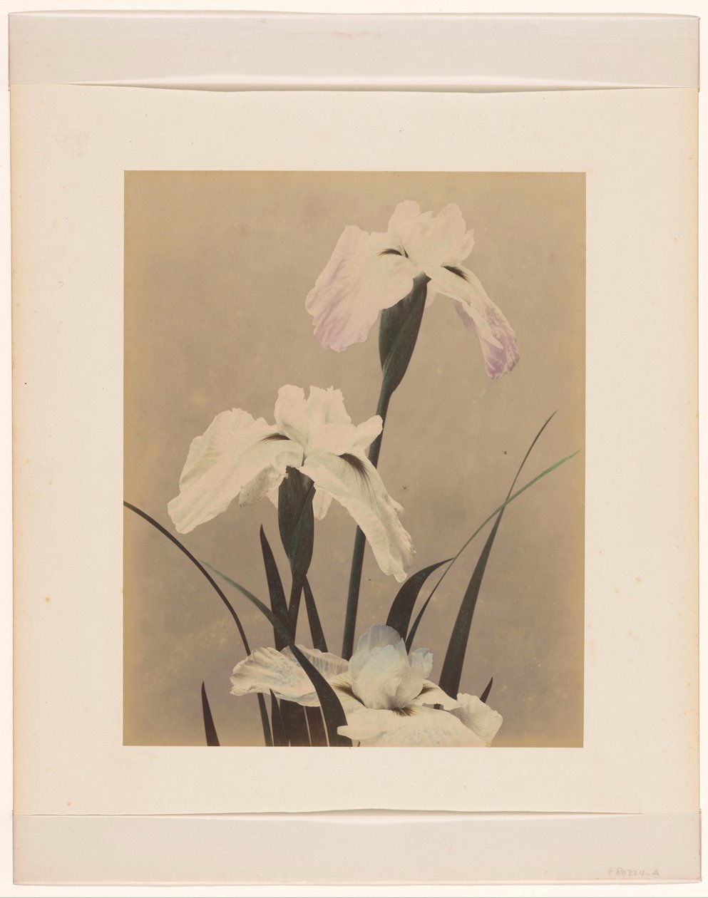 Iris - Anonymous