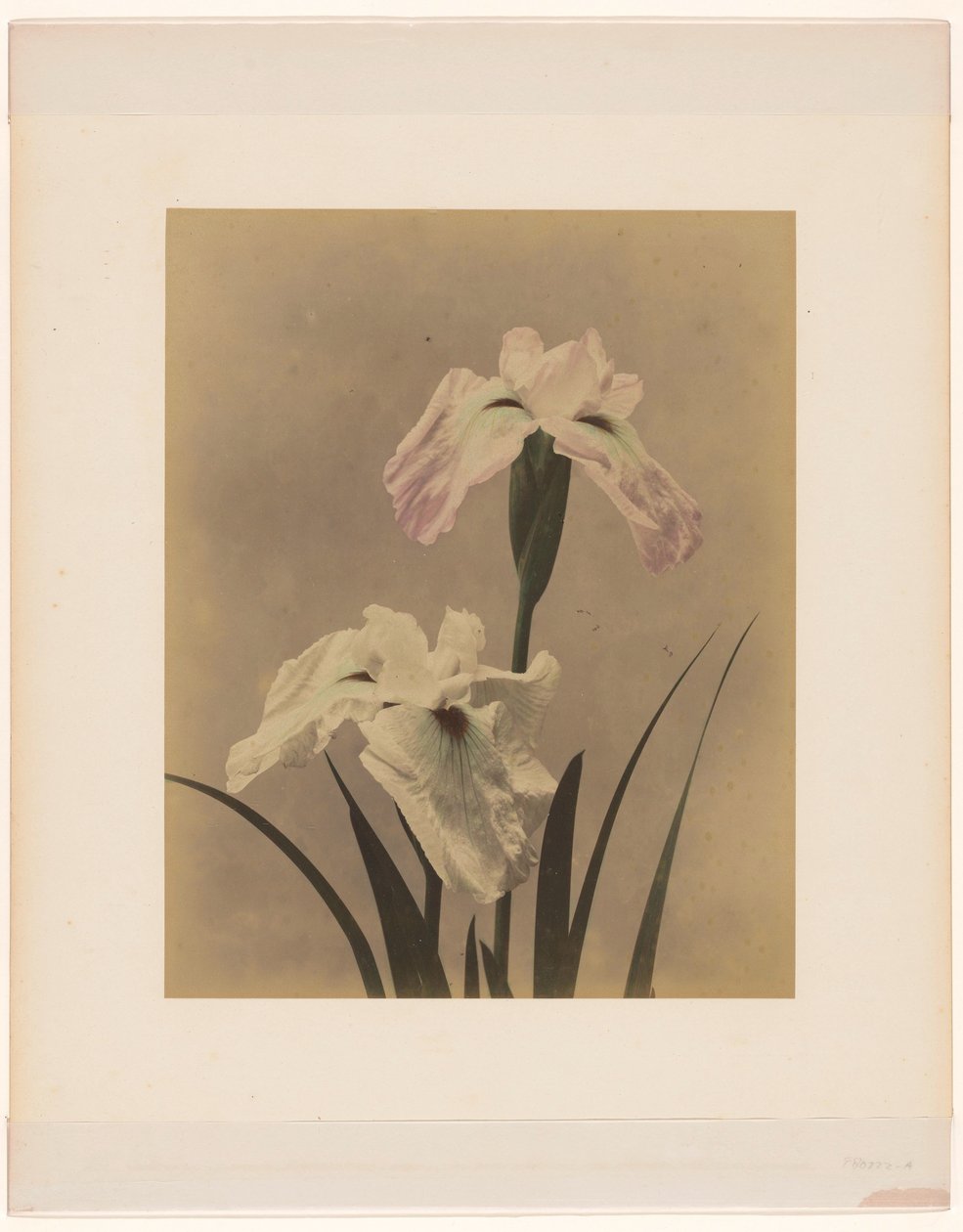 Iris - Anonymous