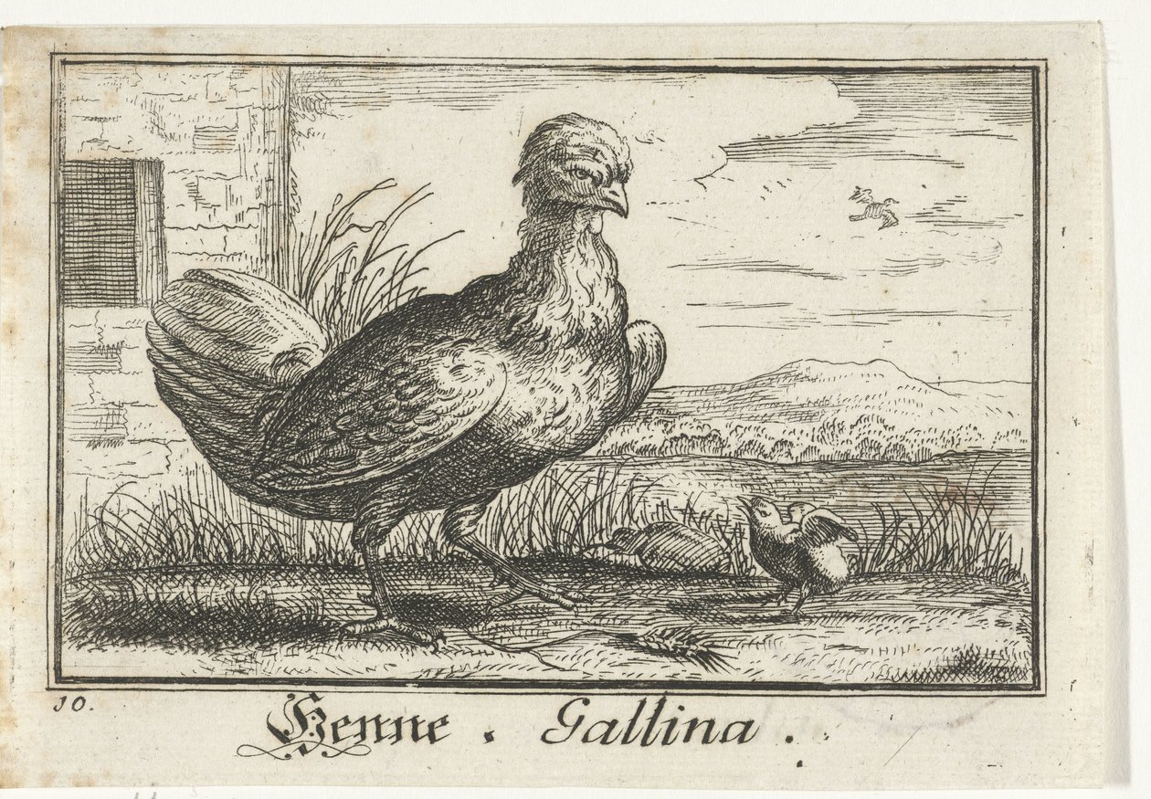 Poule avec poussin - Anonymous