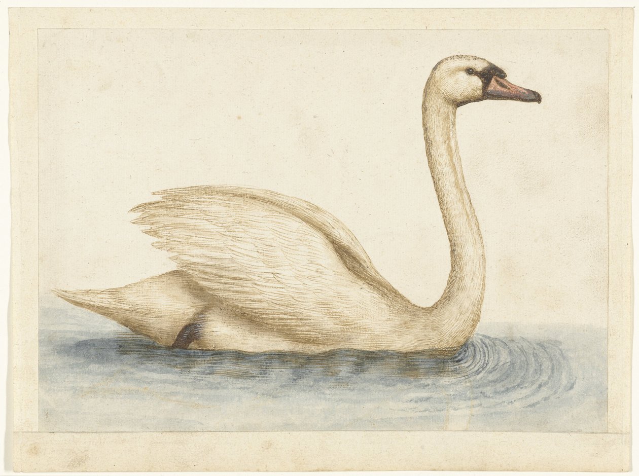 Cygne tuberculé - Anonymous