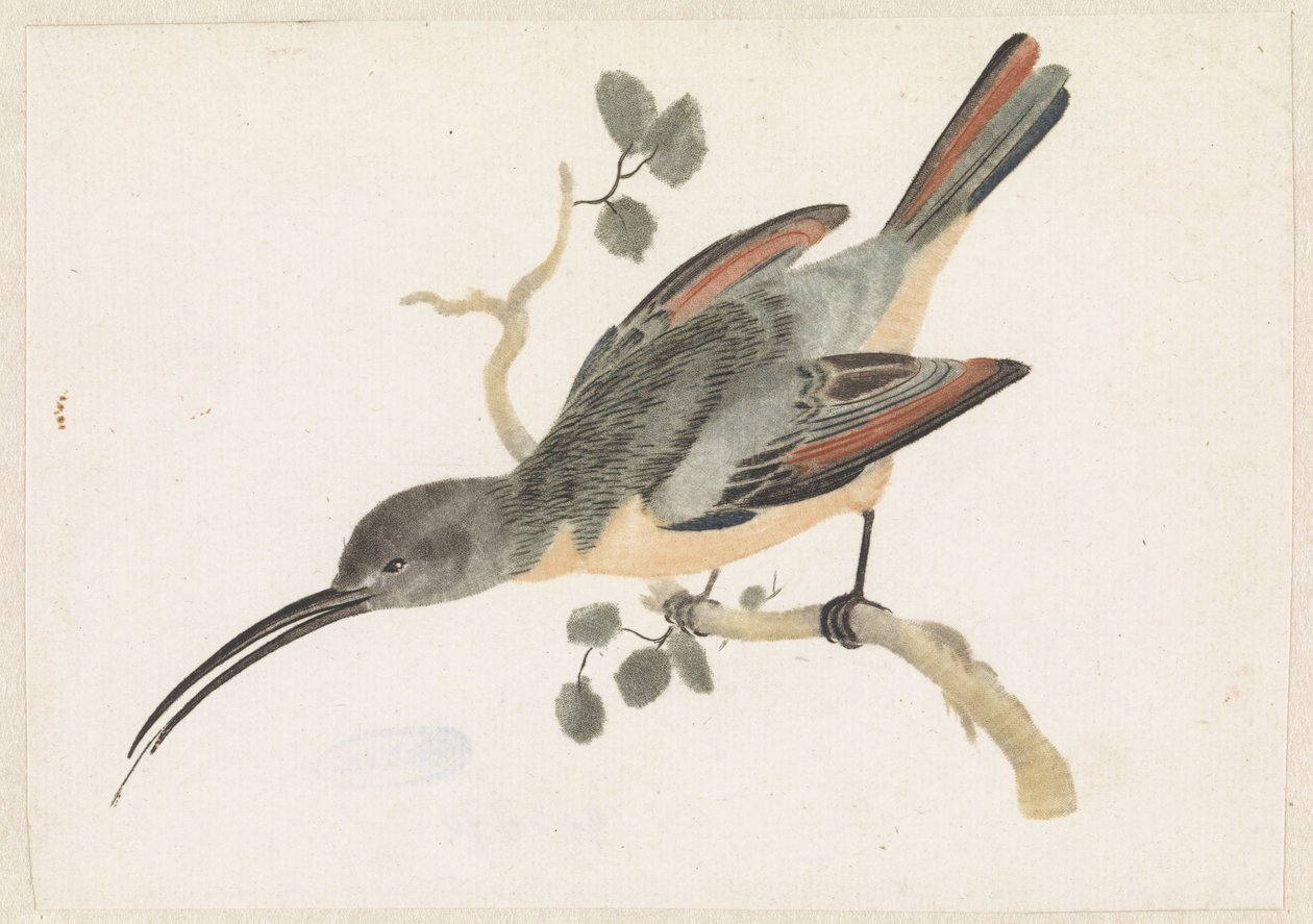 Colibri sur une branche vers la gauche - Anonymous