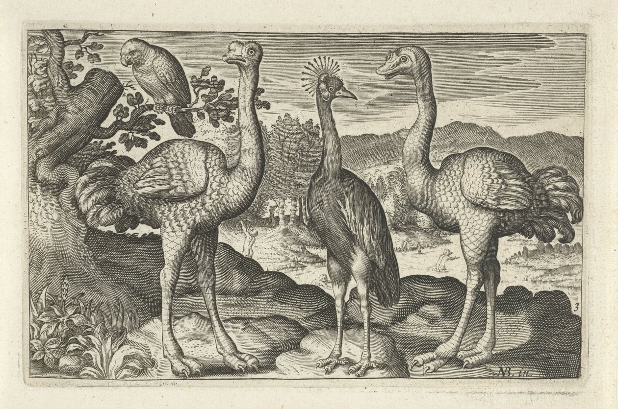 Grue couronnée entre deux autruches (Vogels en insecten) - Anonymous