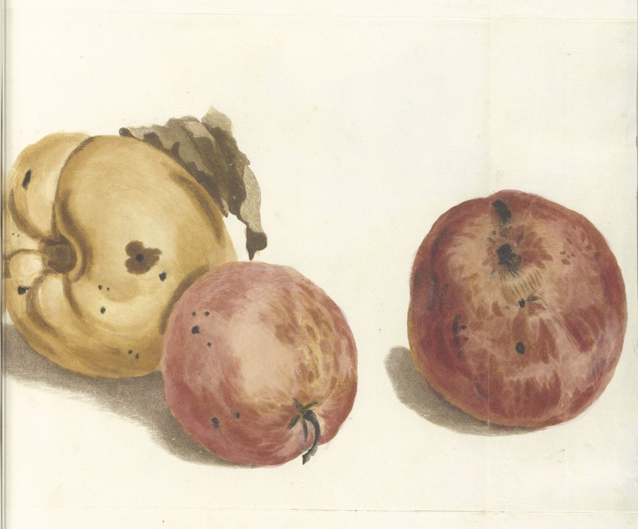 Coing et deux pommes - Anonymous