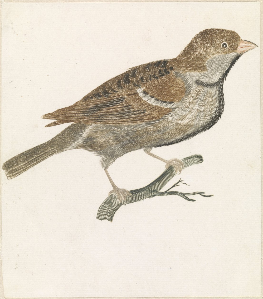 Moineau sur une branche vers la droite - Anonymous