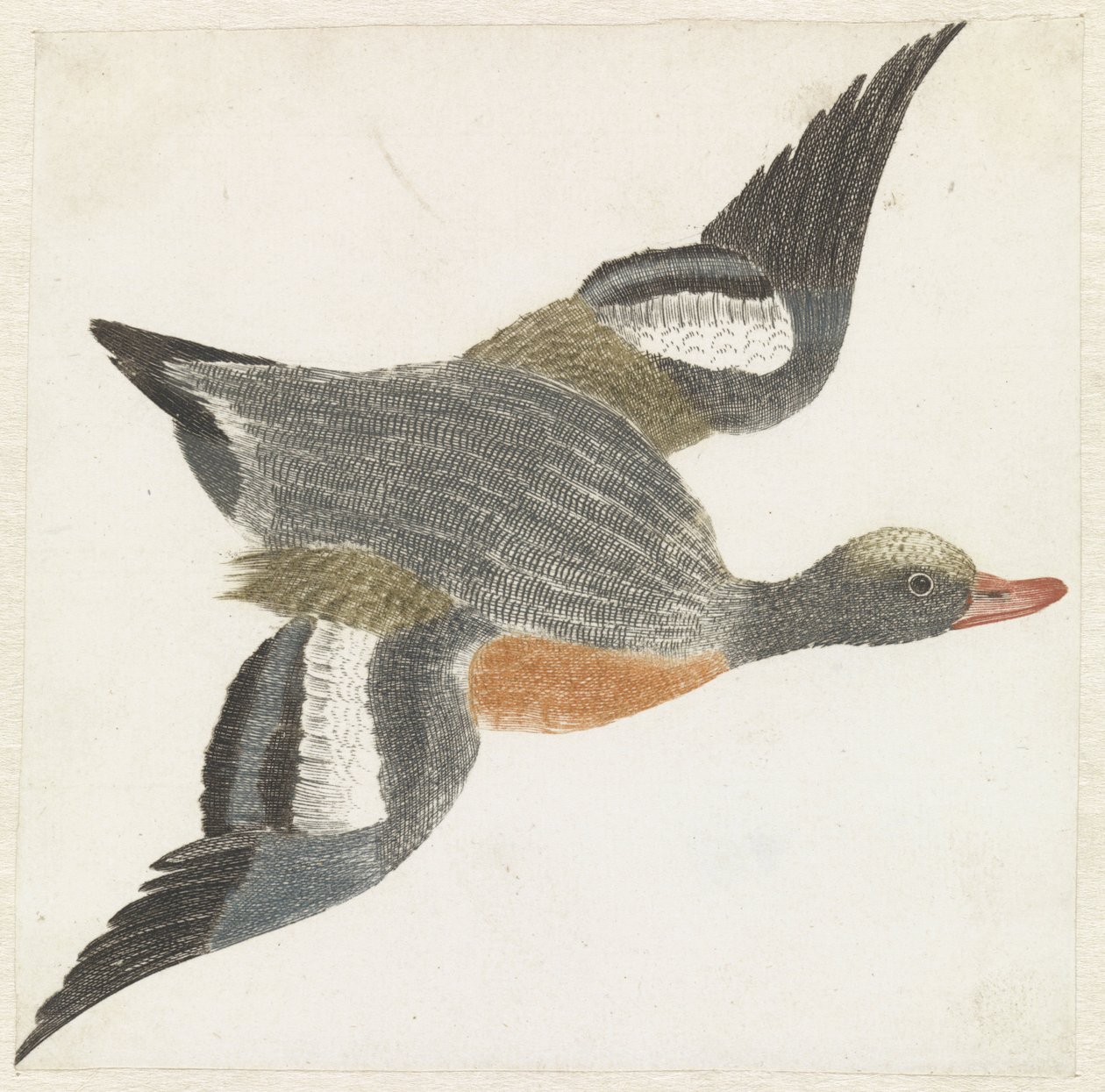 Canard siffleur volant vers la droite - Anonymous