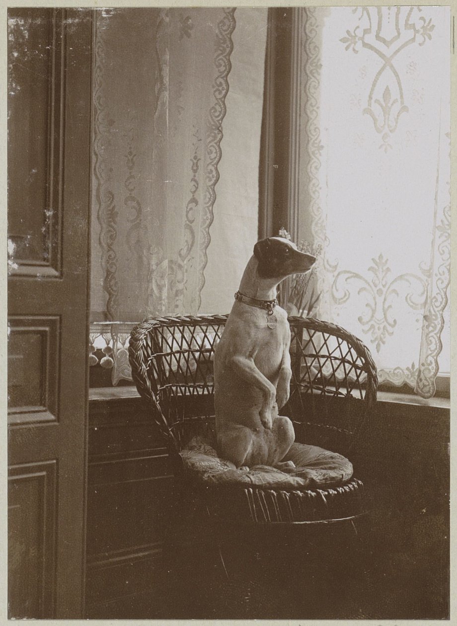 Chien assis sur une chaise près d