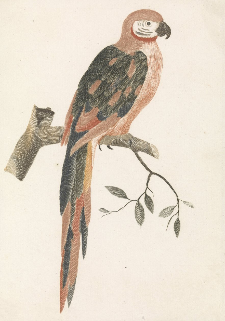 Perroquet sur une branche - Anonymous