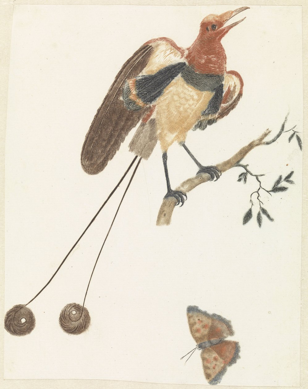 Oiseau de paradis et papillon - Anonymous