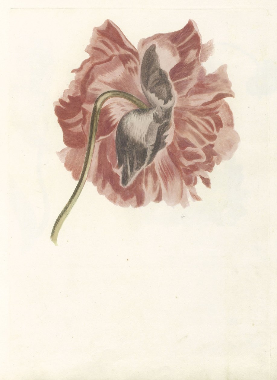 Pivoine - Anonymous