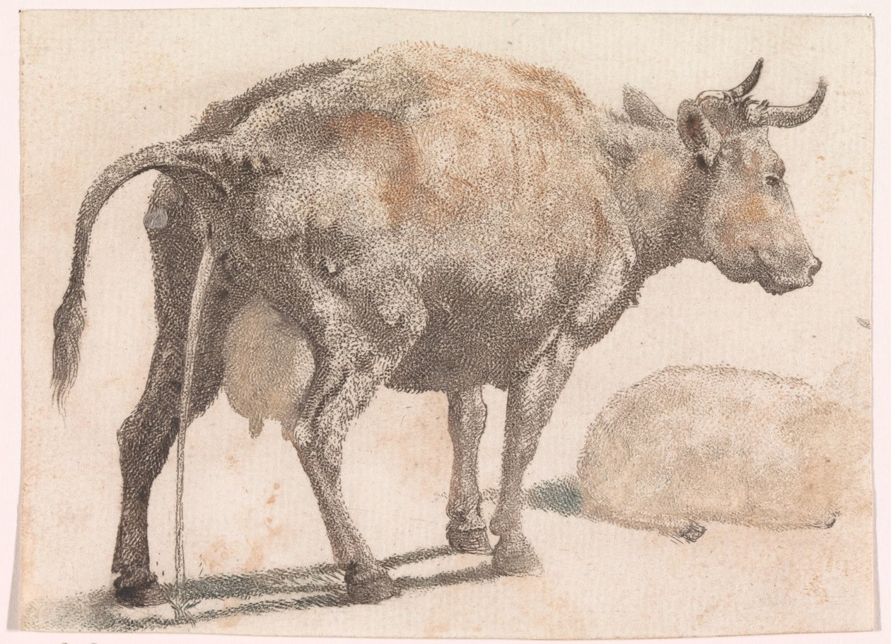 Vache urinant - Anonymous