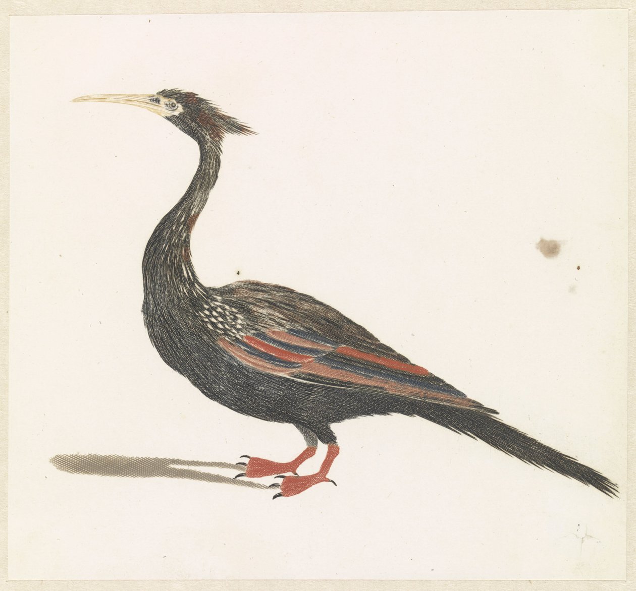 Anhinga - Anonymous