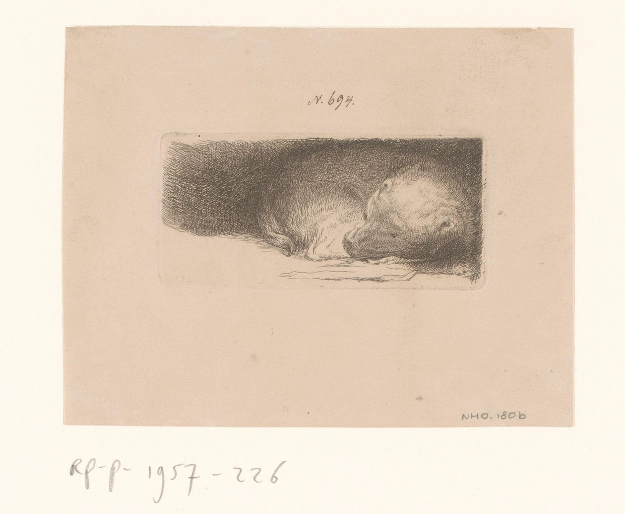 Chiot endormi - Anonymous