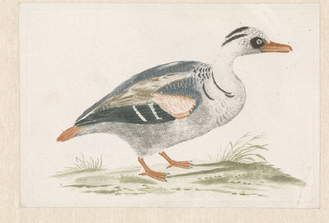 Canard debout avec poitrine blanche vers la droite - Anonymous