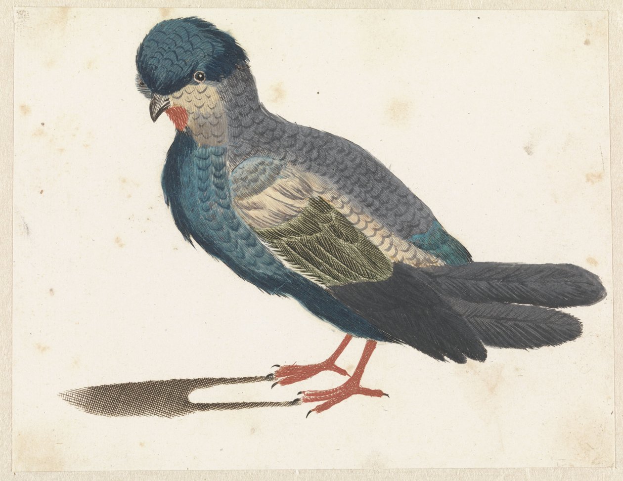 Oiseau debout vers la gauche, peut-être une colombe - Anonymous