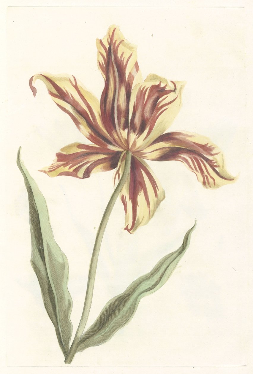 Tulipe - Anonymous
