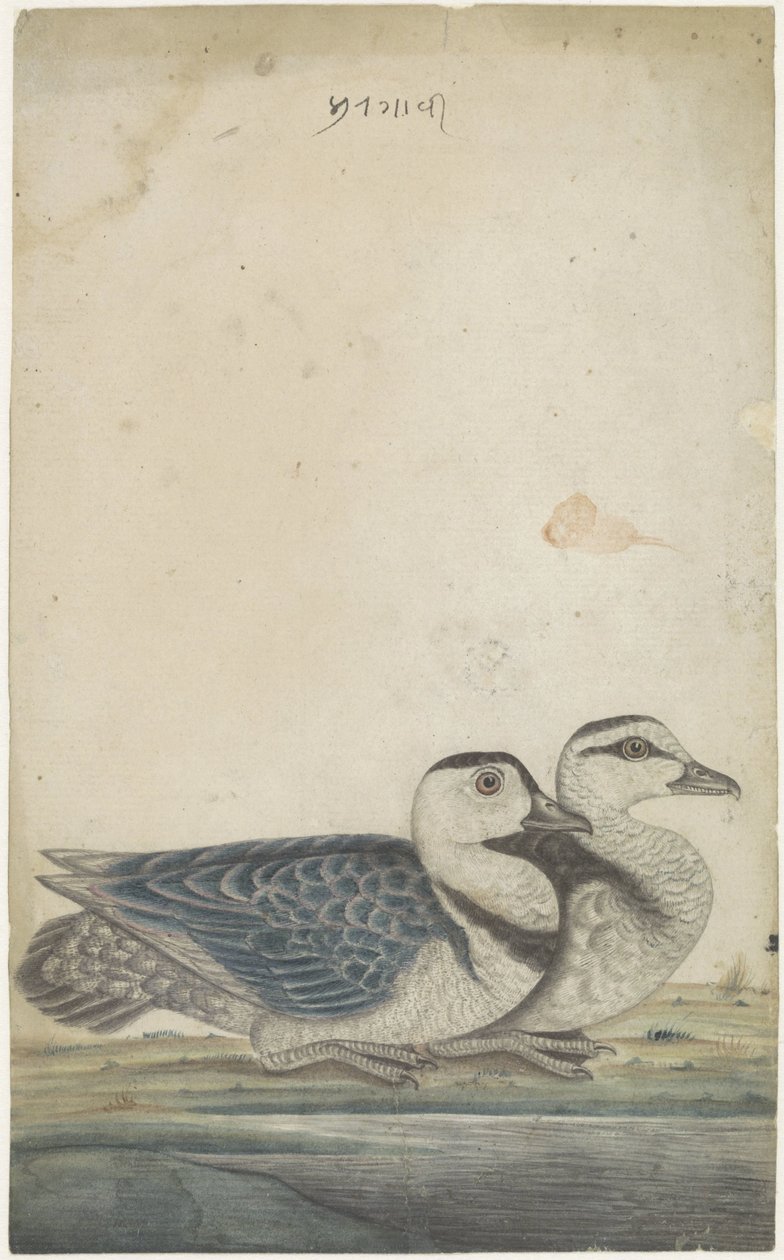 Deux canards - Anonymous