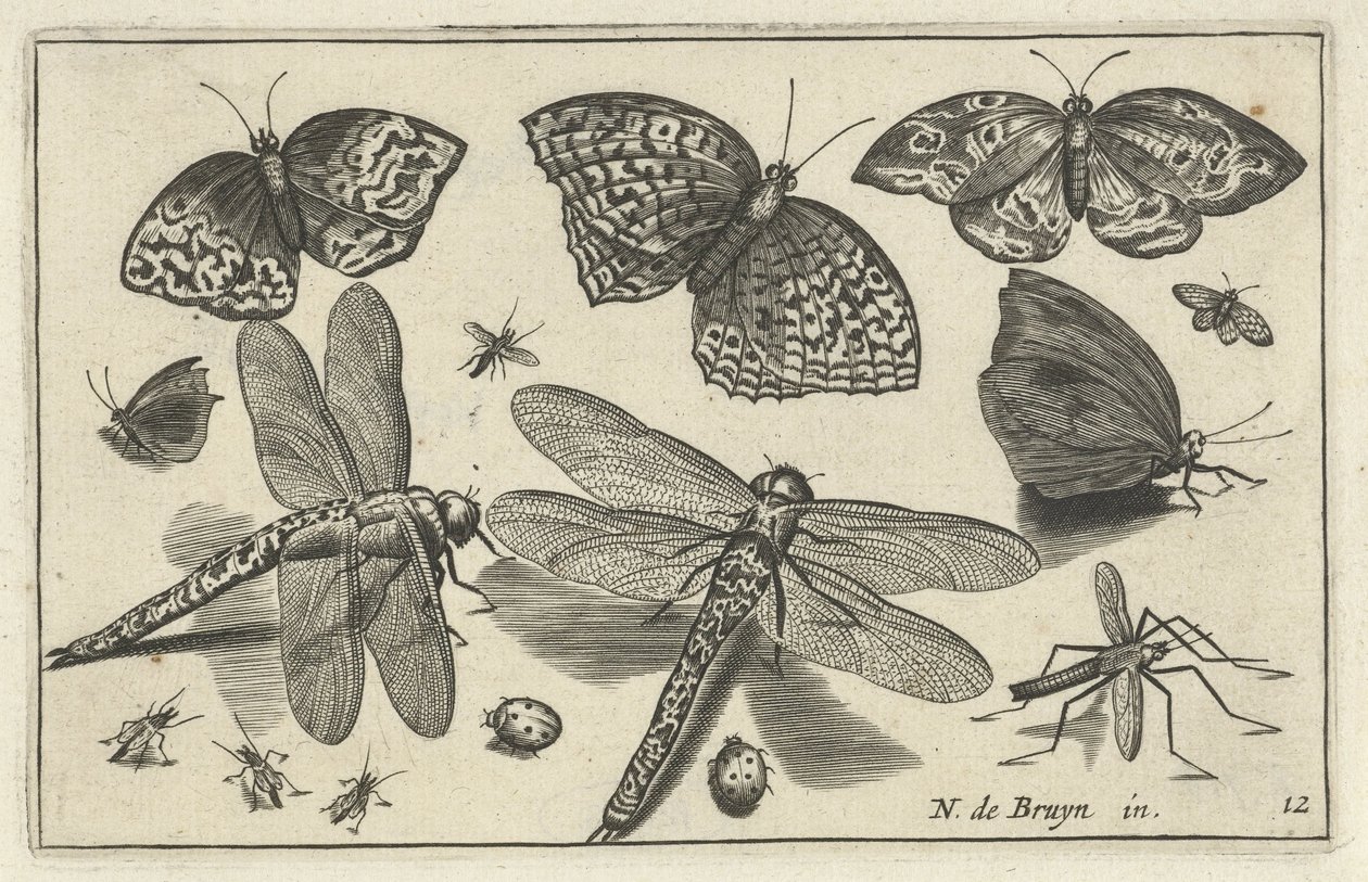 Papillons et libellules Oiseaux et insectes (titre de la série) - Anonymous