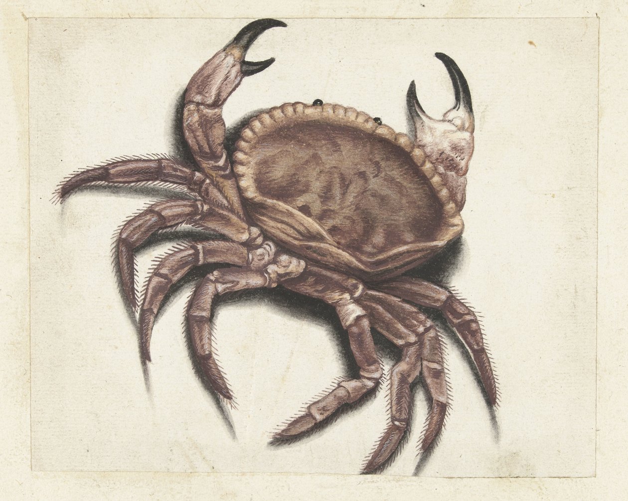 Crabe de mer - Anonymous
