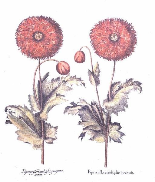 Coquelicots rouges, allemand - Anonymous Anonymous