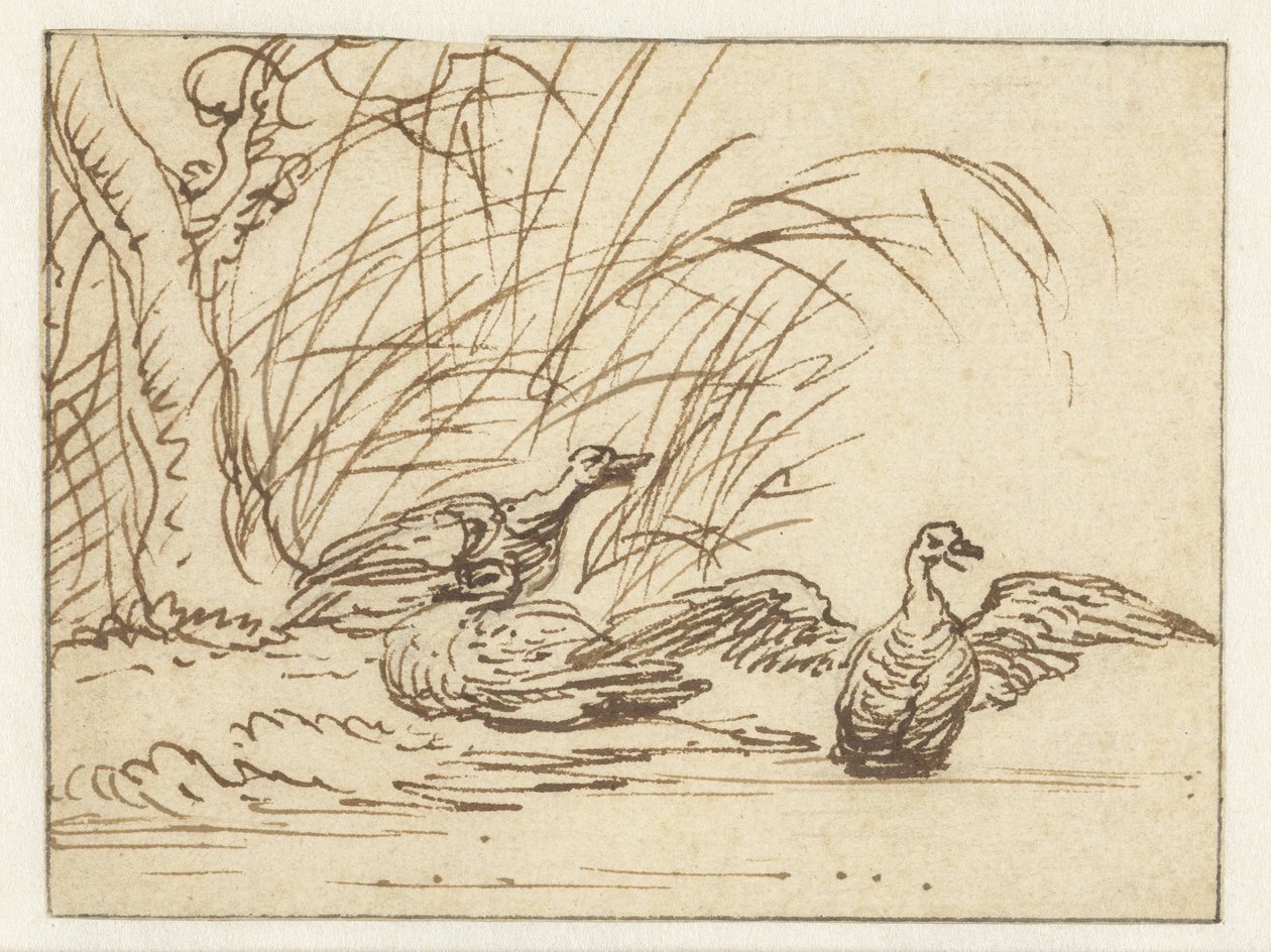 Trois canards au bord de l