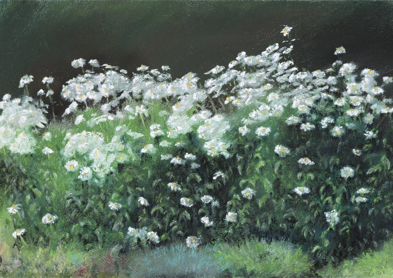 Marguerites Shasta, 1992 - Anthony Rule